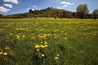 Bruchhauser Steine with dandelion meadow