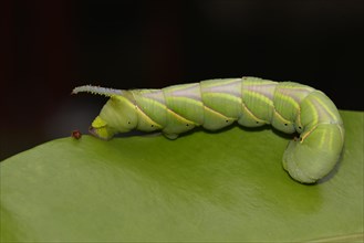 Caterpillar of Privet Hawk Moth