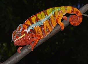 Panther chameleon