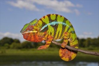 Panther chameleon