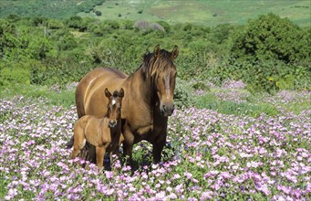 Mare with foal in flowery spring meadow