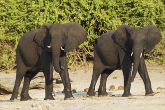 African Elephant