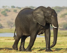 African Elephant