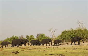 African Elephant