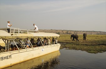 Tourists on a boat cruise on the Chobe River observe a group of feeding African Elephants
