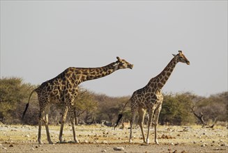 South African giraffes