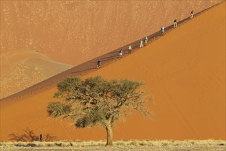 Tourists climbing Dune 45 in the Namib Desert