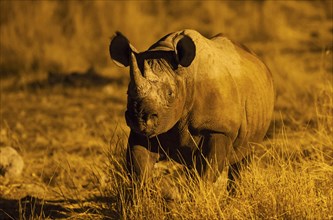 Black rhinoceros or hook-lipped rhinoceros