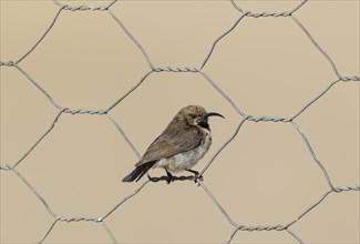 Dusky sunbird