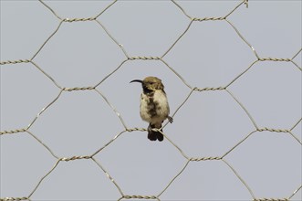 Dusky sunbird