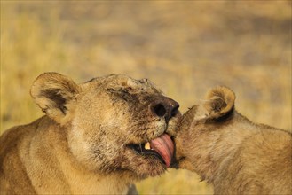 Lion