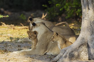 Lion
