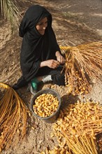 Woman picks off the harvested dates from the stalks