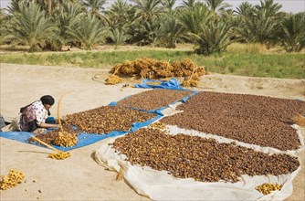 Harvested dates are graded according to quality and size and then sun-dried