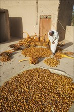 Harvested dates are sun-dried on a rooftop terrace
