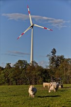 Wind turbinet in Hunsruck