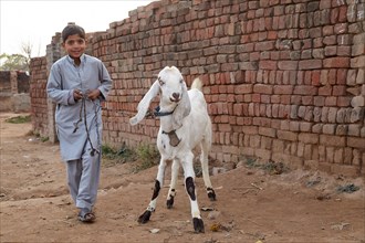 Children leading goat on a leash