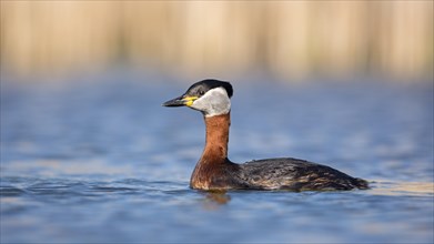 Red-necked grebe
