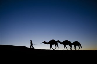 Camel guide leading his camels
