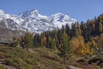 Findelntal in autumn with snowy Rimpfischhorn and Strahlhorn