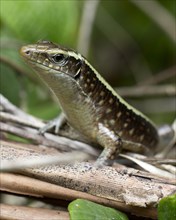 Madagascar girdled lizard