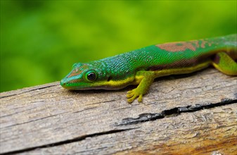Lined day gecko