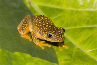 Whitebelly reed frog
