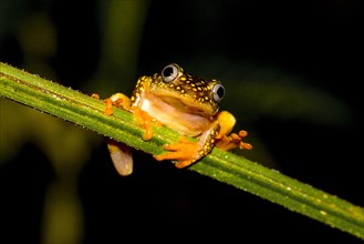 Whitebelly reed frog