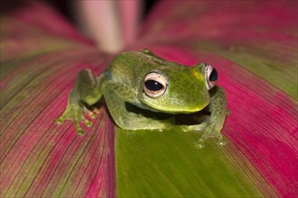 Madagascan frog