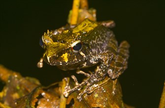 Decary's Madagascar Frog