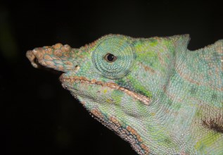 Chameleon