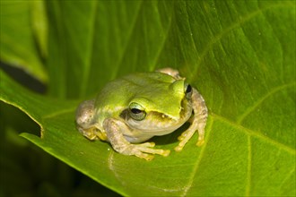 Dumeril's Bright-eyed Frog
