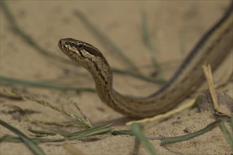 Common big-eyed snake