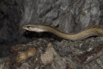Common Big-eyed Snake
