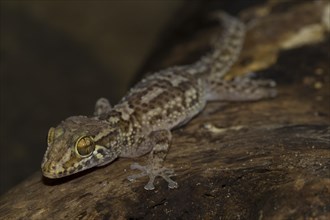 Mocquard's Madagascar ground gecko