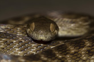 Madagascar night snake
