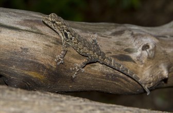 Madagascar Clawless Gecko