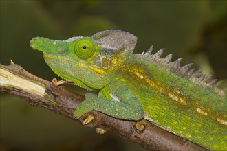 Antimena chameleon