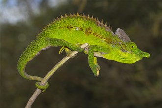 Antimena chameleon