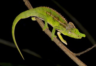 Antimena chameleon