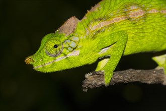 Antimena chameleon