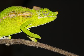 Antimena chameleon