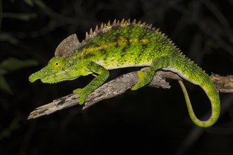 Antimena chameleon