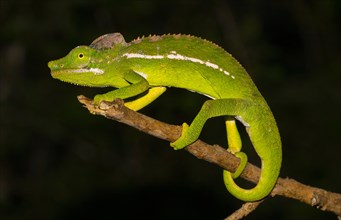 Belalanda chameleon