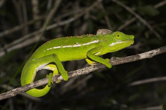 Belalanda chameleon