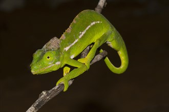 Belalanda Chameleon or Sangoritan'i Belalanda