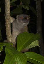 White-headed lemur