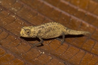 Peyrieras' pygmy chameleon