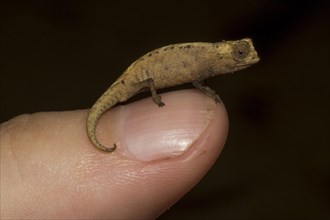 Peyrieras' pygmy chameleon