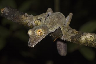 Giant leaf-tailed gecko